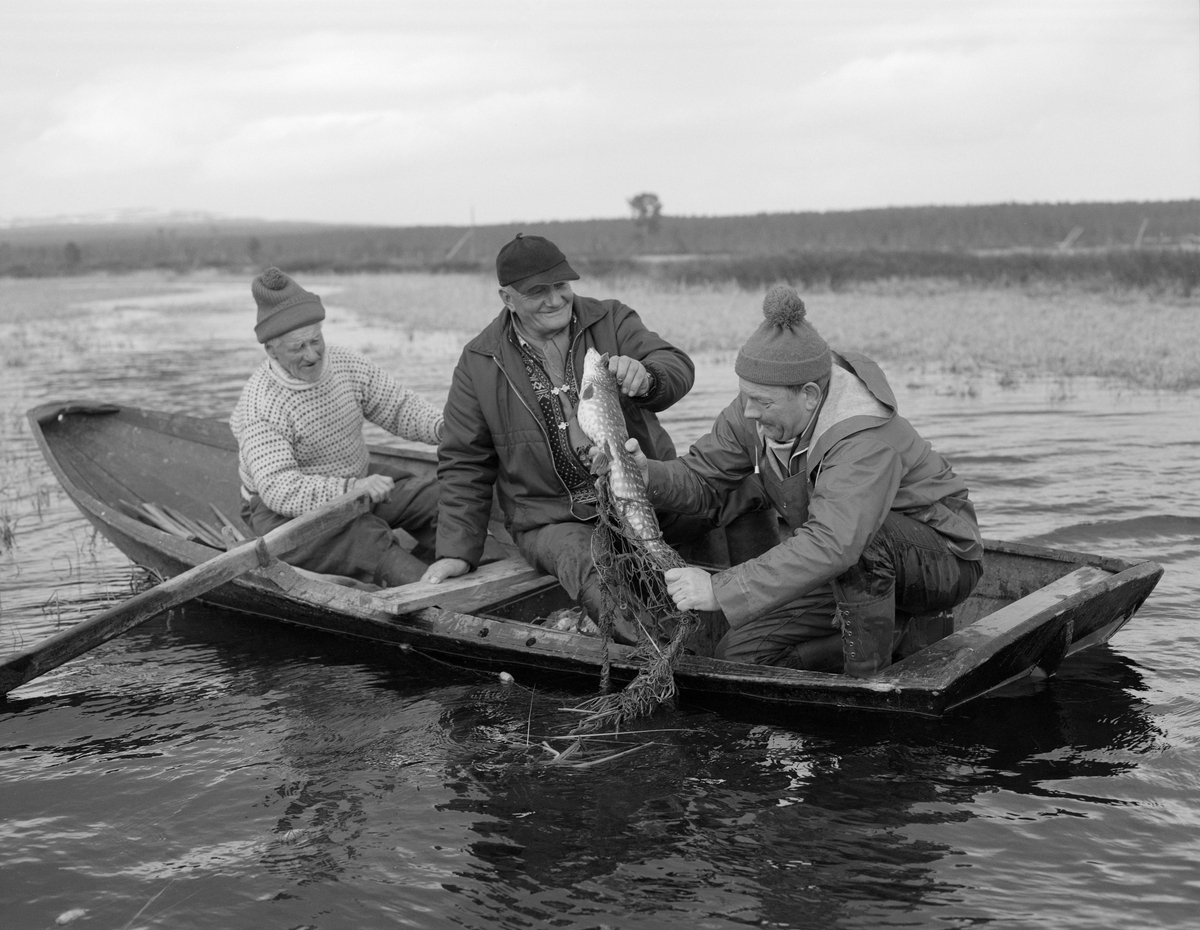 Tre gjeddefiskere, fotografert mens de var i ferd med å trekke et garn i Tjønnan, deltaområdet der elva Tufsinga renner ut i innsjøen Femund. Denne lokaliteten ligger i Tufsingdalen i Os kommune i Nord-Østerdalen, bortimot 700 meter over havet. Her gikk gjedda inn mot de sivbevokste strendene for å gyte om våren, like etter at isen på vassdragene hadde smeltet. I den ukelange perioden dette foregikk gikk det an å fange store mengder fisk ved å sette garn skrått ut fra strendene. Det ble brukt 35 meter lange garn som var bare om lag 1 meter brede. Maskevidden var 50-60 millimeter, for her var det forholdsvis stor fisk som skulle fanges. De fleste gjeddene som gikk i garna veide mellom 2 og 5 kilo. Gjeddefiskeren Joseph Bakken (1898-1989) fortalte at han brukte å fange fra 100 til 300 kilo gjedde hver sesong. På dette fotografiet sitter Joseph ved årene i båten. Bak ham satt det to andre karer, som vi foreløpig ikke har navnene på. Den bakerste av dem trakk et garn på et sted der det var grunn til å regne med at det kunne være gytende gjedde. Da dette fotografiet ble tatt var han i ferd med å løsne ei gjedde han nettopp hadde drept ved å gi den et slag i hodet med en kjepp.