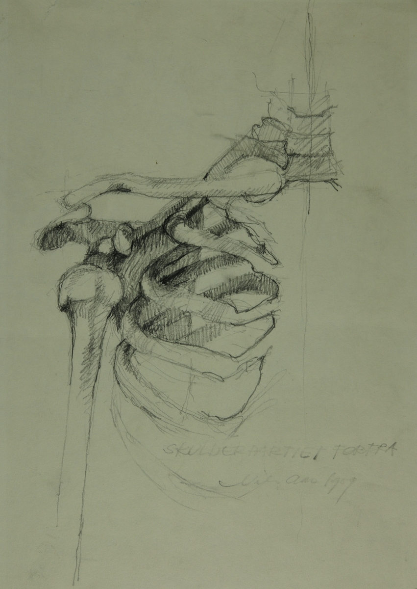 Skulderparti forfra med skjelett. 