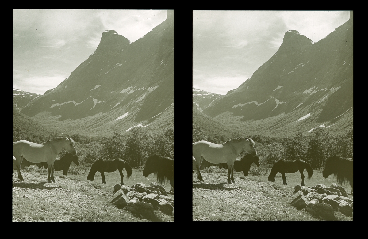 Isterdalen. Hester på beite, ved Isterdalstindene. Tilhører Arkitekt Hans Grendahls samling av stereobilder.