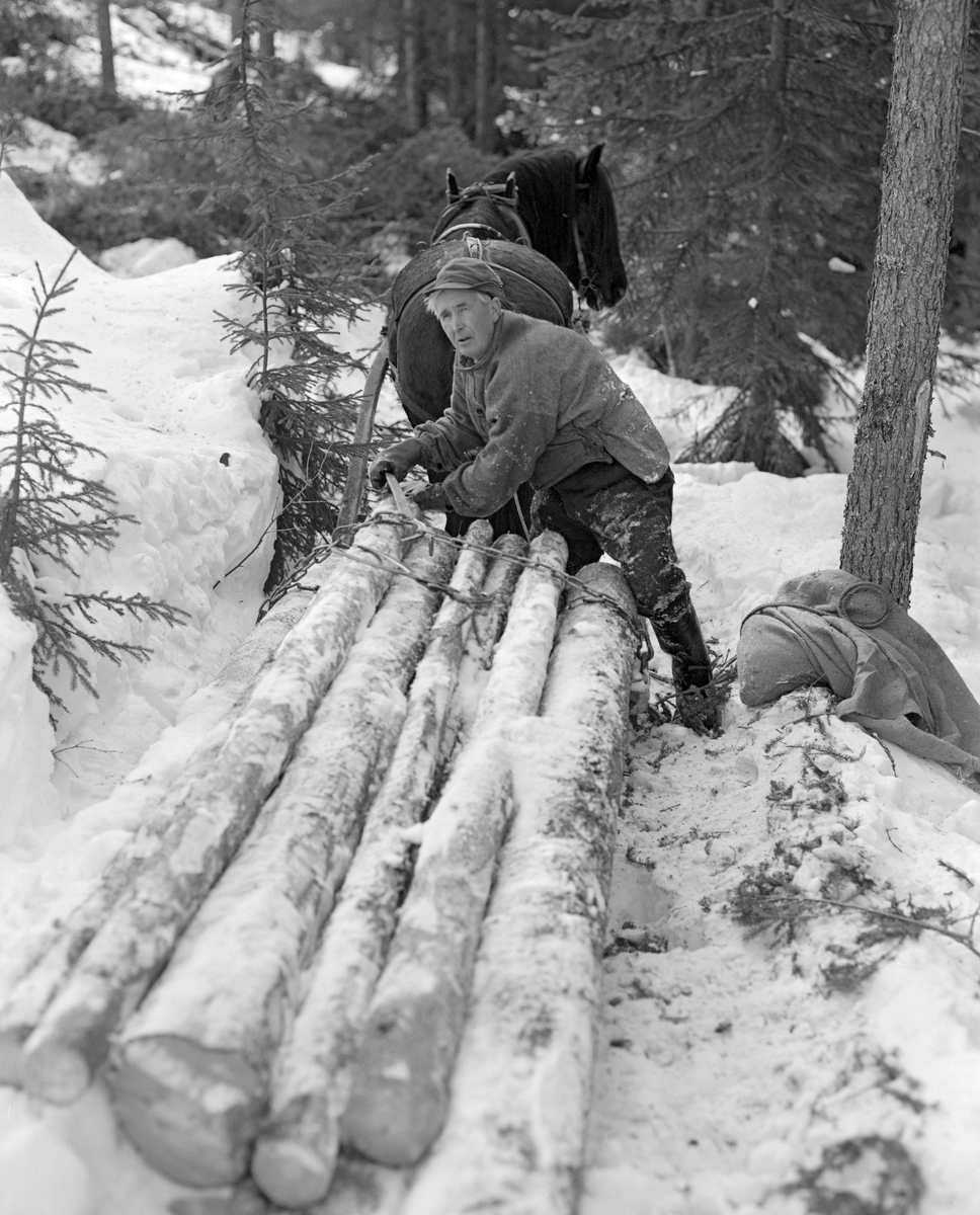 Tømmerkjører Kåre Bratteggen (1910-1999), fotografert under tømmerlunning med «bukk» (en kort slede) av svensk modell på Lundsberget i Trysil vinteren 1977. Lessing av tømmer. Bildet er tatt på et tidspunkt da Bratteggen var i ferd med å spenne fast ubarkete granstokker på «bukken». Han brukte en bendingsbjønn til å stramme trossa, Bak tømmerkjøreren ser vi dølahesten som ble brukt under lunninga. Gjøling.