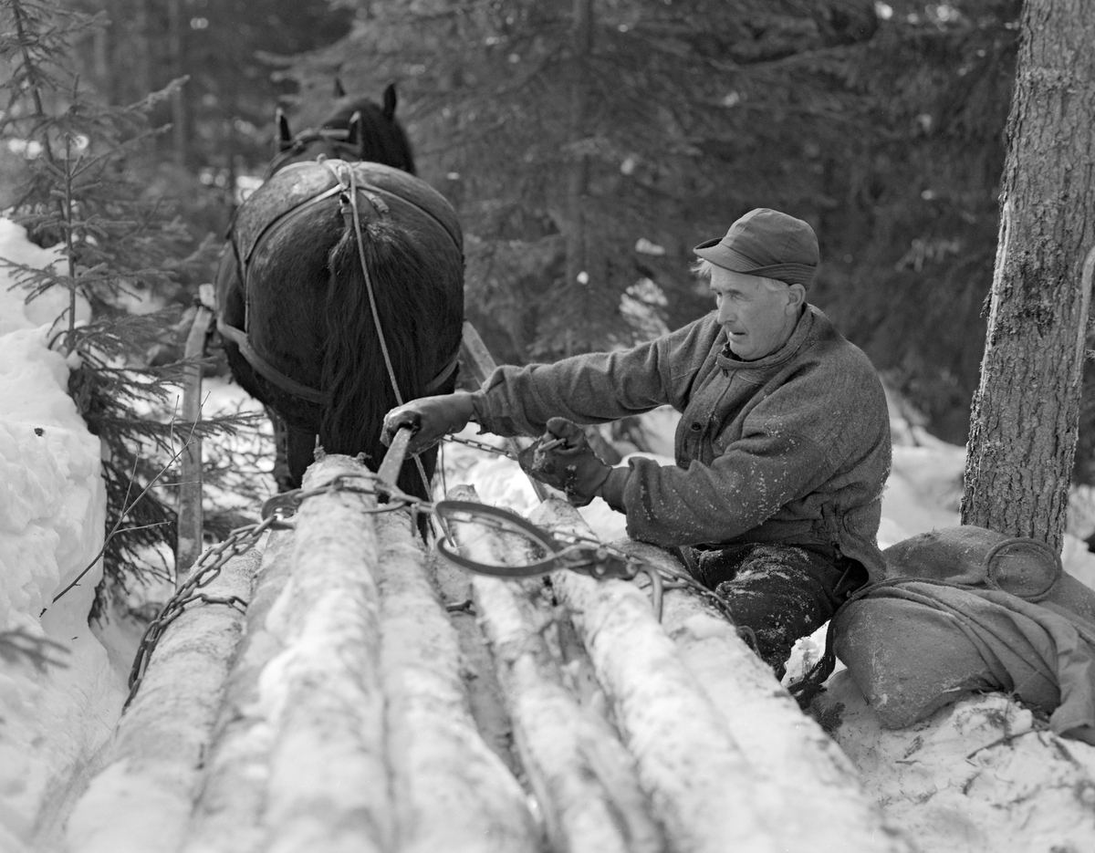 Tømmerkjører Kåre Bratteggen (1910-1999), fotografert under tømmerlunning med «bukk» (en kort slede) av svensk modell på Lundsberget i Trysil vinteren 1977. Lessing av tømmer. Bildet er tatt på et tidspunkt da Bratteggen var i ferd med å spenne fast ubarkete granstokker på «bukken». Han brukte en bendingsbjønn til å stramme trossa, Bak tømmerkjøreren ser vi dølahesten som ble brukt under lunninga. Gjøling.