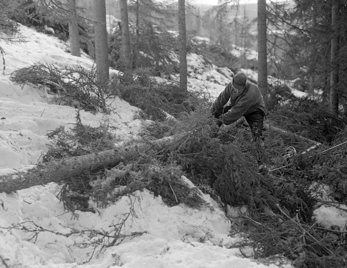 Tømmerkjører Kåre Bratteggen (1910-1999), fotografert under tømmerlunning med «bukk» (en kort slede) av svensk modell på Lundsberget i Trysil vinteren 1977. Lessing av tømmer.