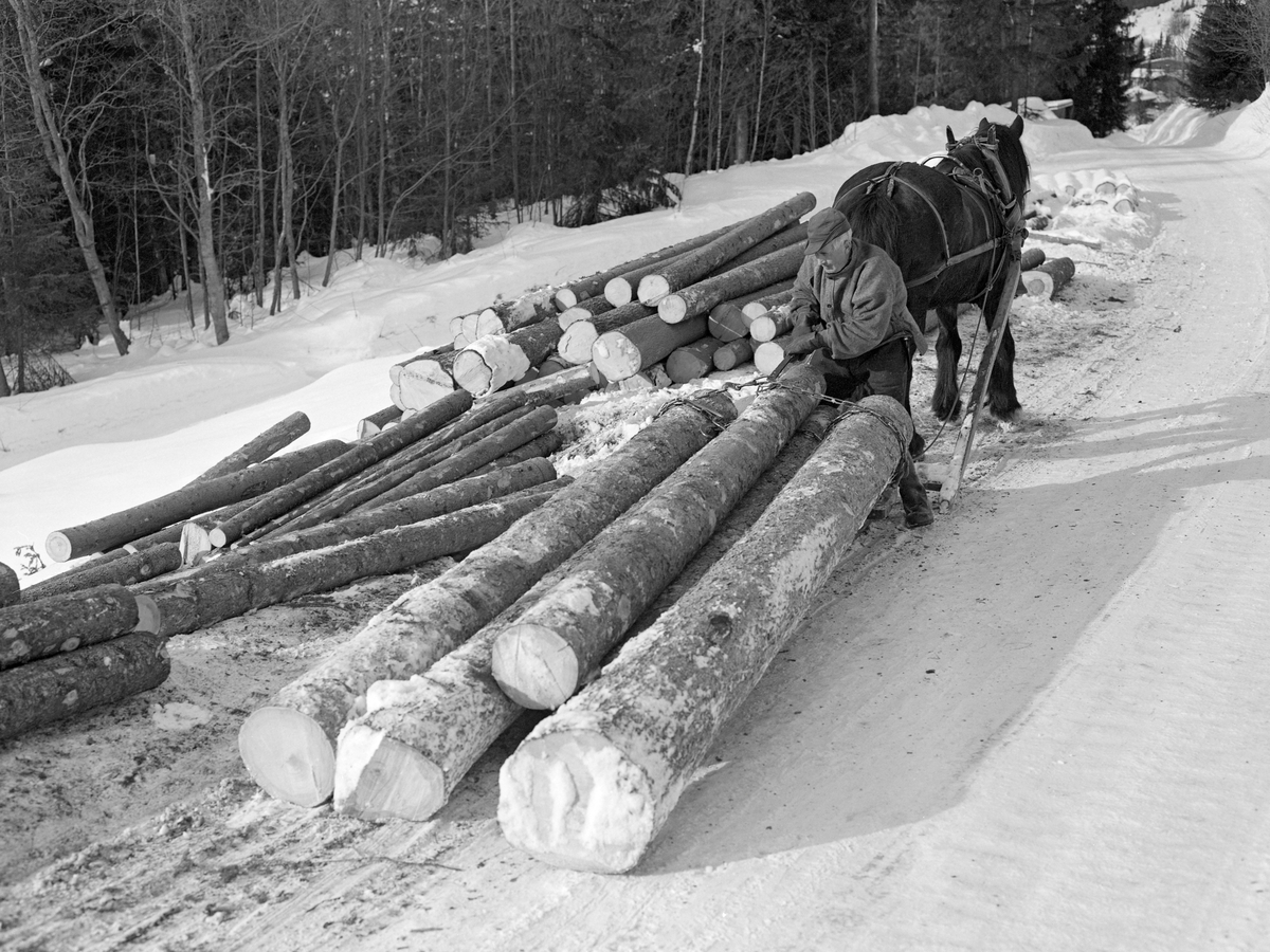 Tømmerkjører Kåre Bratteggen (1910-1999), fotografert under tømmerlunning med «bukk» (en kort slede) av svensk modell på Lundsberget i Trysil vinteren 1977. Avlessing av tømmer på velteplass. Han brukte en bendingsbjønn under transporten, og her løsner han trossa. Bak tømmerkjøreren ser vi dølahesten som ble brukt under lunninga.