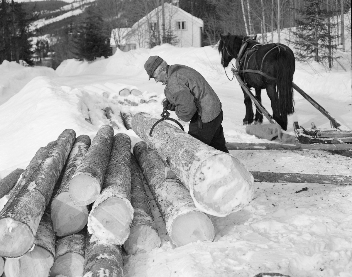Tømmerkjører Kåre Bratteggen (1910-1999), fotografert under tømmerlunning med «bukk» (en kort slede) av svensk modell på Lundsberget i Trysil vinteren 1977. Avlessing av tømmer på velteplass, Bratteggen brukte ei tømmersaks under arbeidet med å få tømmeret på plass på lunna. Bak tømmerkjøreren ser vi dølahesten som ble brukt under lunninga.