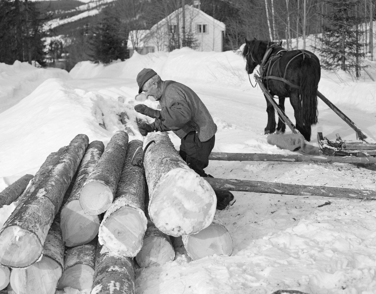 Tømmerkjører Kåre Bratteggen (1910-1999), fotografert under tømmerlunning med «bukk» (en kort slede) av svensk modell på Lundsberget i Trysil vinteren 1977. Avlessing av tømmer på velteplass, Bratteggen brukte ei tømmersaks under arbeidet med å få tømmeret på plass på lunna. Bak tømmerkjøreren ser vi dølahesten som ble brukt under lunninga.