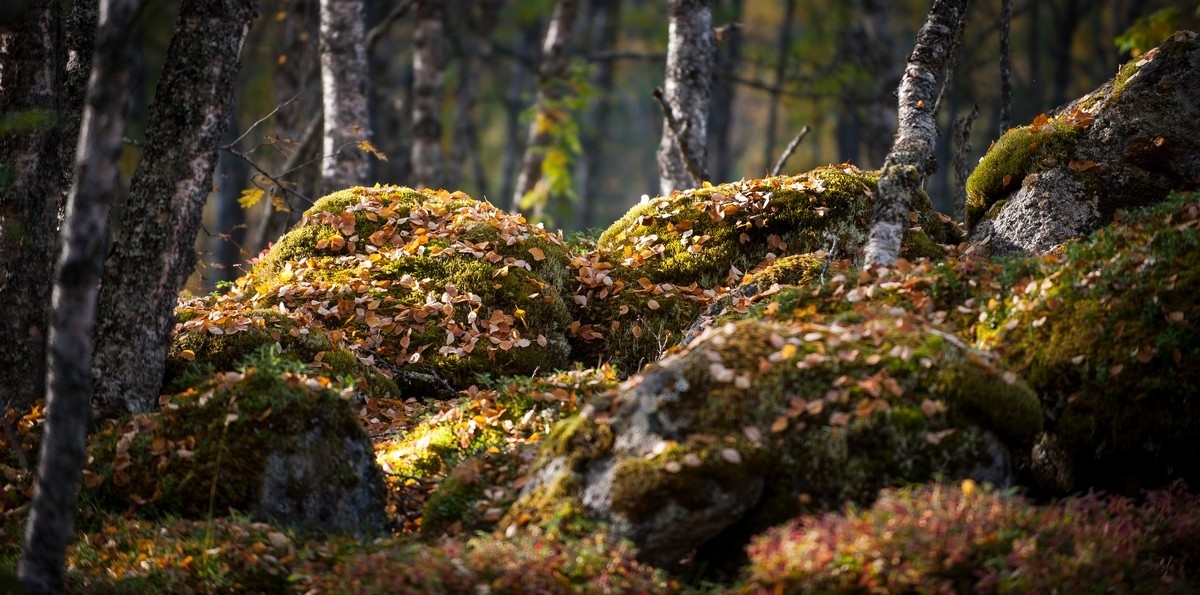 Overgrodde steiner nær Storvannet. Foto fra Beisfjord . Foto 24. sept 2015