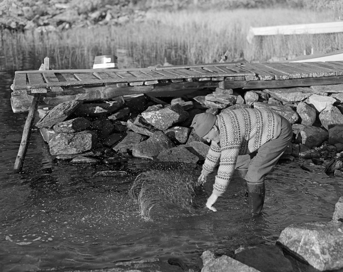 Joseph Bakken (1898-1989) reingjør et nygreidd fiskegarn som han og naboen og fiskerkameraten Jo Bakken nettopp hadde fanget sik (Coregonus lavaretus) i. Fotografiet er tatt i strandsona ved Jotbua på innsjøen Femunds vestside, der Joseph og Jo hadde tilhold under høstfisket etter gytende sik. De fisket med garn på grunnene omkring Kløvstenen, litt lengre nord. Nytrukne garn ble lagt i trekasser og fraktet til Jotbua, der fangsten ble tatt i land. Så tok Joseph og Jo garnkasse for garnkasse, løsnet fisken og tredde maskeveven like under overtelna inn på en pinne - ei «nettstikke», slik vi ser det er gjort på dette fotografiet, Garnet på nettstikka skylt i vannkanten, slik vi ser det blir gjort på dette fotografiet, og hengt til tørk på et stativ nord for fiskebua. Deretter kunne Joseph og Jo rense fisken, som de hadde samlet i de kassene garna hadde ligget i. Fotografiet ble tatt høsten 1978 ved Jotbua i Tufsingdalen, der Joseph og Jo holdt til under sikfisket. Denne lokaliteten ligger i Os kommune i Hedmark.