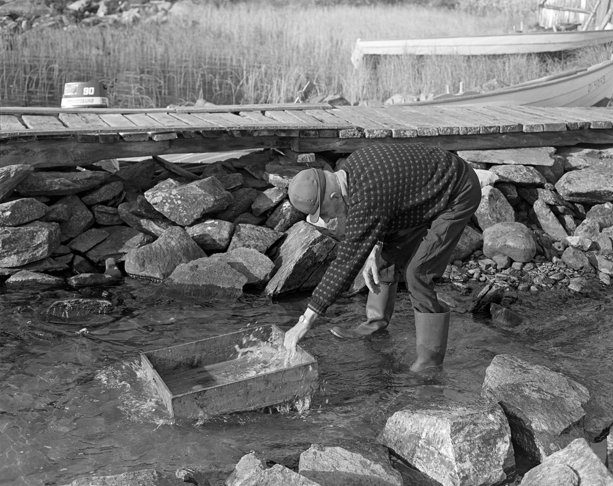 Jo (John E.) Bakken vasker ei fiskekasse etter sikfiske ved Kløvsteinen litt sør for Kløvstenodden på Femundens vestside, Os, Hedmark. Utgangspunkt for fisket var Jotbua. Her ble fisken renset og garnene vasket og hengt til tørk. Garnfiske etter sik i innsjøen Femunden.