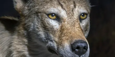 Sykkylven naturmuseum