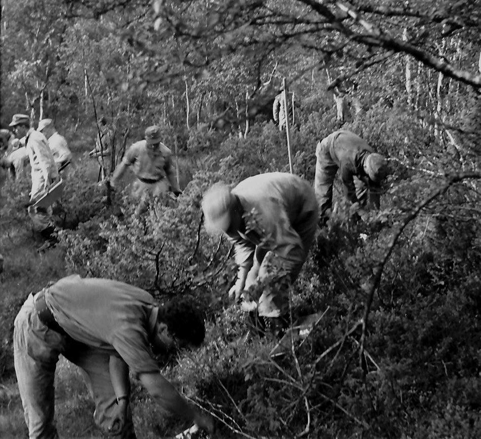 Skogplanting, skjøtsel, hogging, grøfting, Kvikne. 