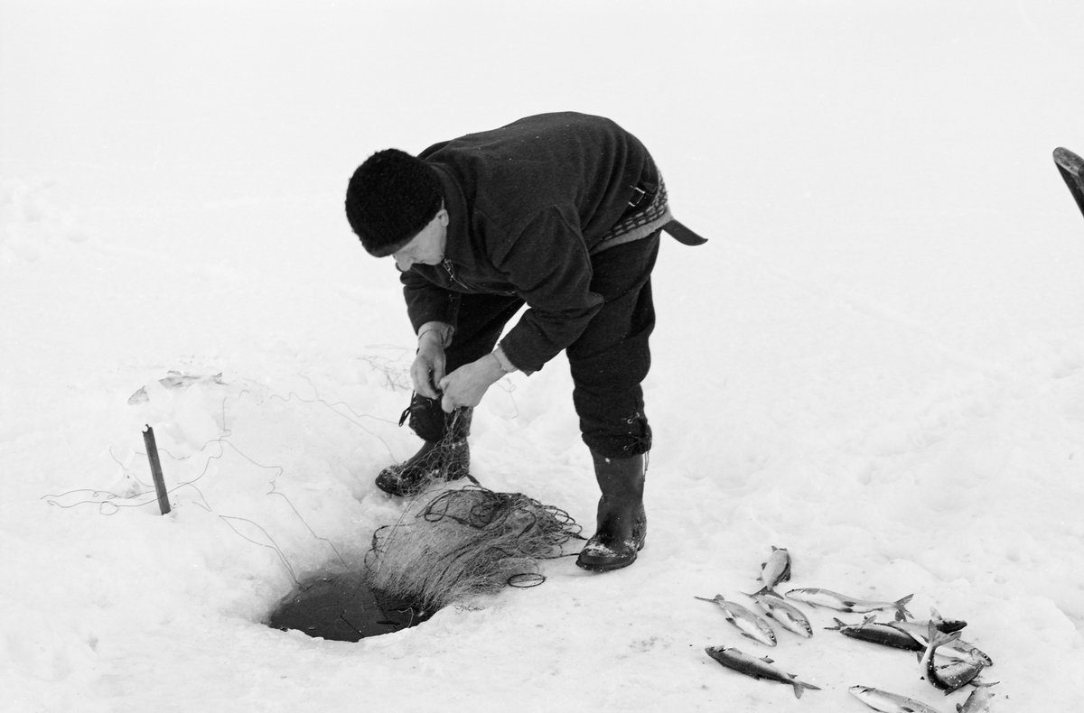 Yrkesfiskeren Paul Stensæter (1900-1982), fotografert mens han trakk et av garna han hadde satt under isen på Steinsfjorden vinteren 1973. Steinsfjorden er en sidearm til Tyrifjorden på Ringerike i Buskerud. Garnfisket vinterstid var primært et sikfiske. På den snødekte isen ved sida av lå en del sik som hadde gått i det garnet Stensæter arbeidet med da dette fotografiet ble tatt.

I 1973 og 1974 var Åsmund Eknæs fra Norsk Skogbruksmuseum flere ganger på besøk hos Paul Stensæter for å intervjue ham og observere ham i arbeid som fisker. Det Eknæs fikk vite om garnfisket under isen på Steinsfjorden sammenfattet han slik:

«Sikfiske med garn. Dette fisket foregikk på to steder, i åpent vann ute i Tyrifjorden og under isen i Steinsfjorden. Tyrifjorden er ofte åpen langt utover vinteren og det hender at den ikke legger seg i det hele tatt. De dro da i båt over fra Steinsfjorden og satte garn på ganske store dyp, 20-40 favner. Når det ble fisket for fullt ble det brukt 20 garn. 10 sto ute mens de øvrige var hjemme til tørking.

Garnfisket under isen i Steinsfjorden begynner så fort isen legger seg om høsten, fordi tynn og gjennomsiktig is er en fordel når garna skal settes ut første gang. Å sette ut garn under isen kaller Paul for øvrig «å høgge ut garna». Dette krever en spesiell teknikk. Er isen gjennomsiktig, foregår det på følgende måte: To hull hogges med så lang avstand som lengda på garnet. Ei rett granstang på 7-8 m stikkes ned i det ene hullet med den tynneste enden først. I den tykkeste enden er det et hull hvor det blir festet ei snor. Stanga blir nå skjøvet i full fart mot det andre hullet. En viktig detalj ved denne stanga er at den skal være nyhogget. Da ligger den dypere i vannet og skubber mindre mot isen. Stanga går ikke helt fram til det andre hullet. Der den stopper blir det hogget et mindre hull og den skyves videre ved hjelp av en kjepp med ei kløft i enden. Når snora er brakt fram på denne måten, er det en enkel sak å trekke garnet under isen. 

Men er isen ugjennomsiktig, slik at det er umulig å se stanga, må Paul gjøre det på en annen måte. Da finner han ei lang stang med god krumming på. Så hogger han hull så tett at stanga kan stikkes ned i det ene og komme opp igjen gjennom det neste.

Garnet er nå på plass under isen og står på bunnen på 5-10 favners dyp. Fra hver ende av garnet går det ei tynn snor opp til hullet i isen. Snorene går ikke opp gjennom hullet, men er festet litt ved siden. Dette er gjort for å hindre at han hogger dem av når is som har dannet seg i hullet skal fjernes.

Dagens nylongarn tåler å stå ute hele vinteren. Tidligere, da lin og bomull var mest brukt, var det nødvendig å ta garna opp og tørke dem. Av de 20-40 garn som Paul brukte, var halvparten til tørk.

Ettersynet, som gjerne foregår annenhver dag, begynner med at han får tak i snorene fra garnet ved å stikke en pinne med krok på innunder isen. I den borteste enden løsner han garnsnora og fester isteden ei lang nylonsnor til garnet. Tidligere brukte han snor av tvunnet hestetagl. Snora er så lang at den også rekker bort til der han står oppå isen. Ved trekkinga tar han ut fisken etter hvert. Når hele garnet er trukket, blir han stående på samme sted, tar tak i snora og drar garnet ut igjen samtidig som han passer på at det går ordentlig.

I sterk kulde vil det våte garnet fryse til en klump og være umulig å sette igjen. For å hindre dette hogger han ei grop i isen bak hullet og fyller denne med vann. Etter hvert som han trekker garnet putter ha det ned i gropa og det holder seg opptint til det skal settes igjen.

Når det blir mildvær og fare for at isen skal gå opp og komme i drift, må det tas spesielle forholdsregler for å hindre at garna blir dratt med isflak og forsvinner. Paul binder i slike tilfelle inn en bit snelletråd i den snora som går fra isen og ned til garnet. Kommer isen i drift, vil snelletråden ryke, og garnet blir stående igjen på samme sted. Det er da en forholdsvis enkel sak å sokne etter det.

Garnfisket ga jevne tilførsler av sik gjennom det meste av vinteren. Vintersiken i Steinsfjorden er noe mindre enn høstsiken. Det går omkring 4 på kiloen, mot 3 om høsten. Fangstene varierer fra noen få til 25-30 pr. garn. Med 10 garn ute vil han kunne få opptil 200-300 sik eller 50-70 kilo. Men da blir garnene trukket bare annenhver dag.»