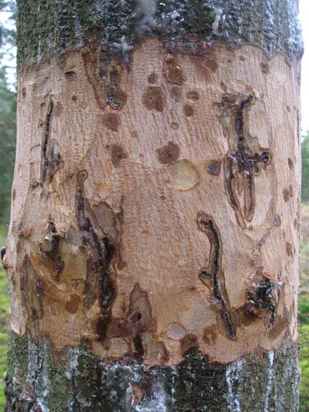 Trestamme som har skader av barkbiller