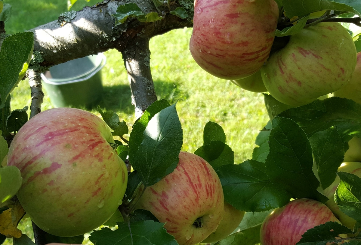 "Äpple 4 från Hallstahammar" samlades in 2005 från platsen där Hallstahammars herrgård stått. Herrgården uppfördes 1702 med tillhörande kopparhammare. Från minst 1748 har det funnits en trädgård med fruktträd vid herrgården. 1928 flyttades herrgården till museet. I Hallstahammar kom herrgårdsträdgården att drivas som en handelsträdgård fram till 1977. Kvar på platsen idag finns ett stort antal fruktträd varifrån ympar har tagits till museet. Det är oklart när dessa fruktträd planterades, om det är före eller efter herrgårdens flytt till museet. Vissa fruktträd ser äldre ut och har fallit omkull medan andra har ett yngre utseende.

Äppelträdet är planterat i fruktträdgården vid herrgården på museet. Fruktträdgården består av flertalet äpplen och päron som är insamlade från Hallstahammars herrgårdtomt. Äpplet är sortbestämt till 'Grågylling' två gånger och 'Aroma' en gång. 'Grågylling' verkar stämma bäst.