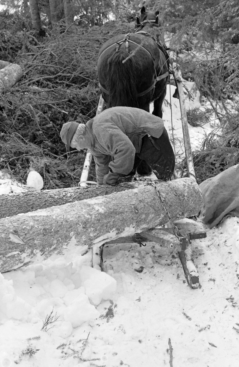 Tømmerkjører Kåre Bratteggen (1910-1999), fotografert under tømmerlunning med «bukk» (en kort slede) av svensk modell på Lundsberget i Trysil vinteren 1977. Lessing av tømmer. Bildet er tatt på et tidspunkt da Bratteggen var i ferd med å spenne fast ubarkete granstokker på «bukken». Han brukte en bendingsbjønn til å stramme trossa. Bak tømmerkjøreren ser vi dølahesten som ble brukt under lunninga. Gjøling.