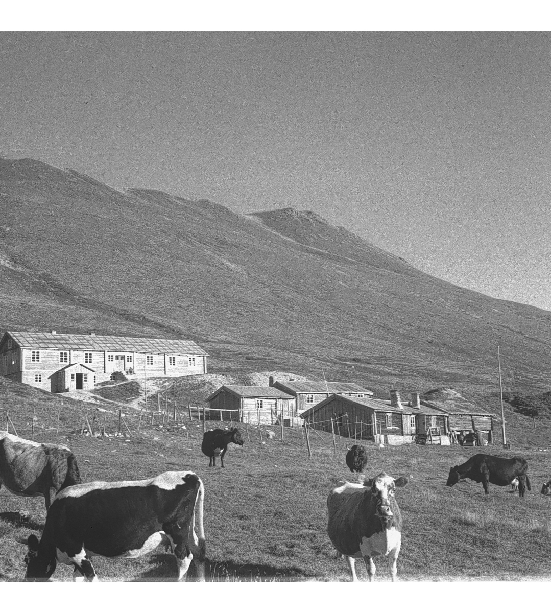 Reinsjakt i Rondane. Turisthytte med kyr foran. 