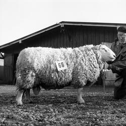 Statssjå for småfe på Øya