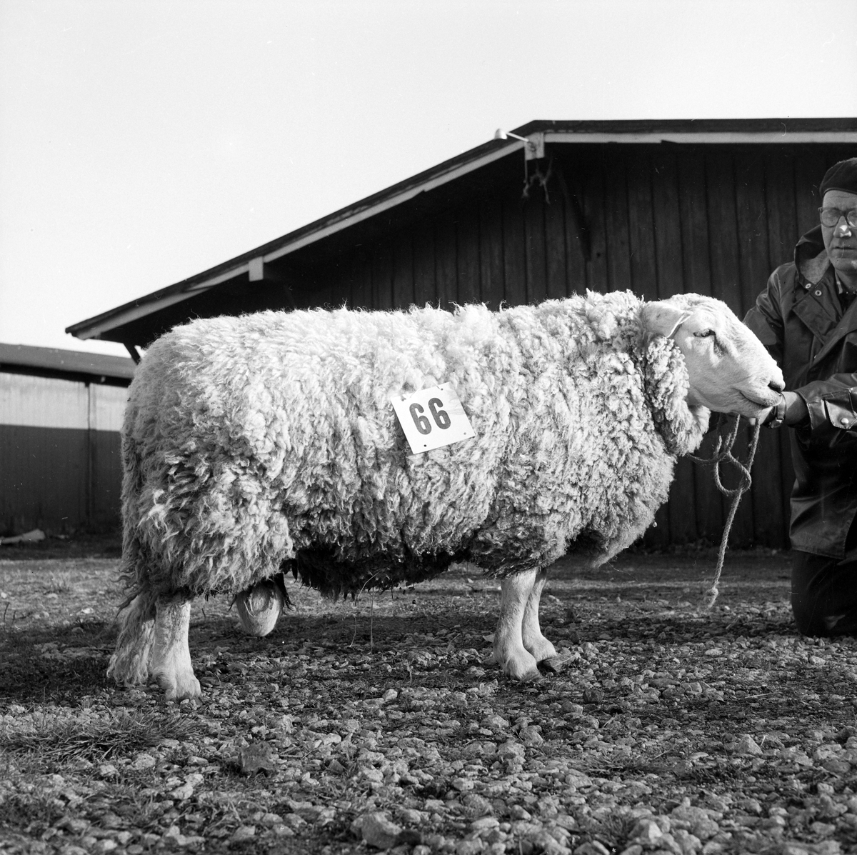Statssjå for småfe på Øya