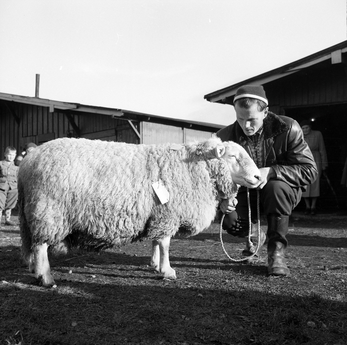 Statssjå for småfe på Øya
