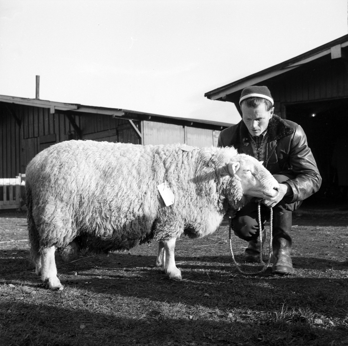 Statssjå for småfe på Øya