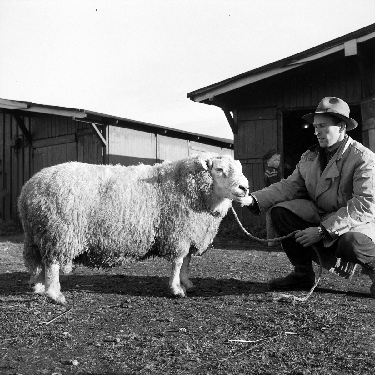 Statssjå for småfe på Øya