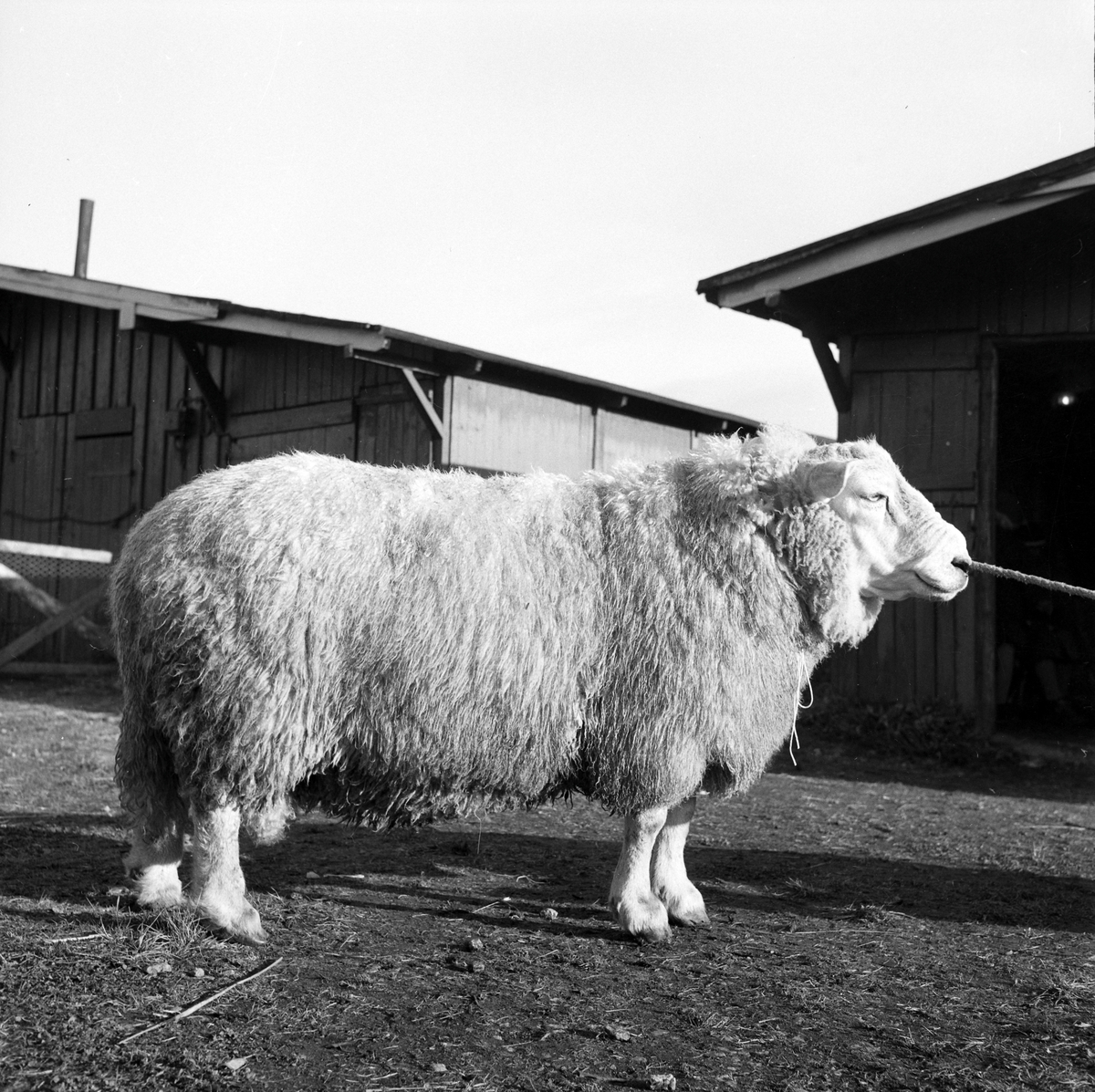 Statssjå for småfe på Øya