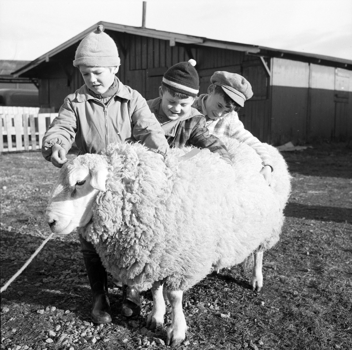 Statssjå for småfe på Øya