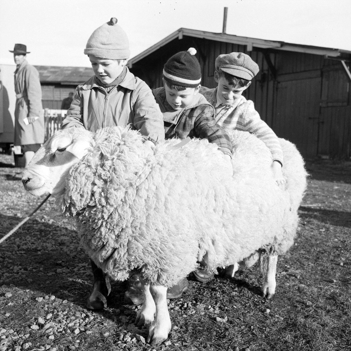 Statssjå for småfe på Øya