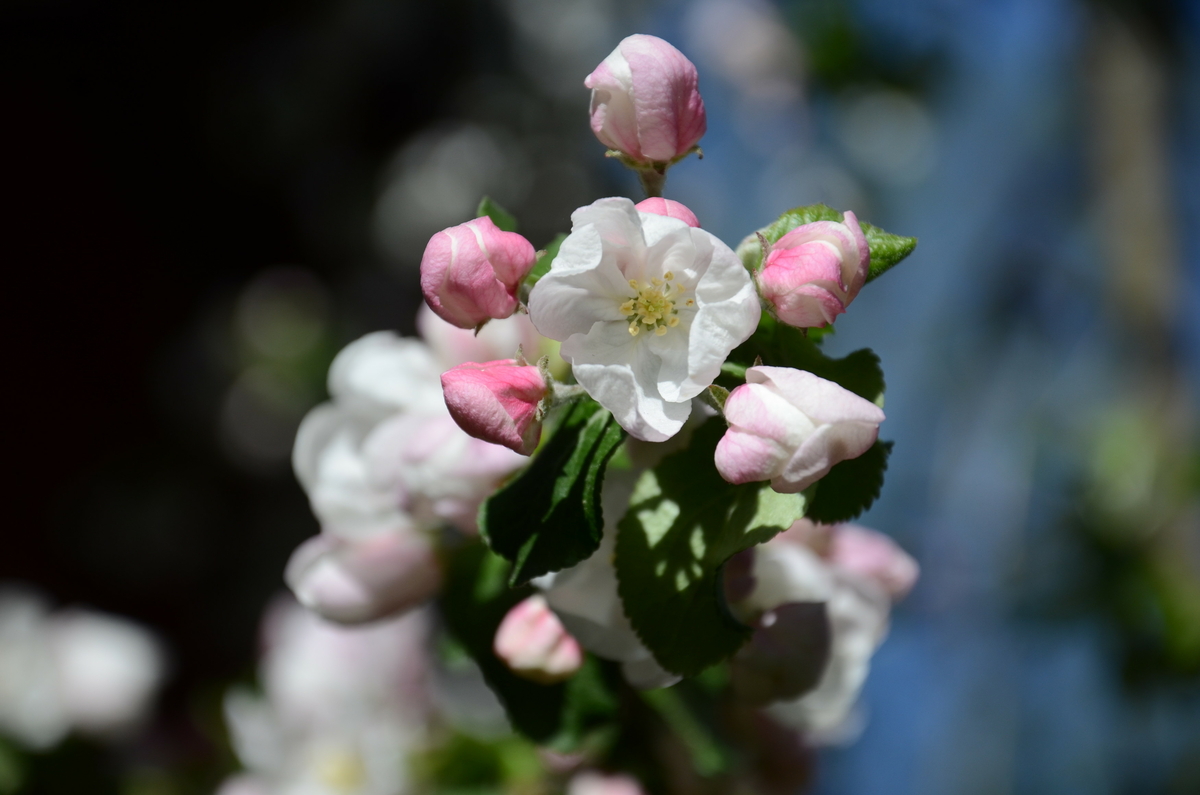 Äpplet "James Vallby" upptäcktes 2005 då det växte bakom herrgården på museet, väldigt nära husets vägg. Pomolog Håkan Svensson tittade på det 2012 och tyckte att det liknade ’James Grieve’ men att det inte är det, därav namnet. Det är en kärnsådd eftersom det kommer två stammar från marken. 2015 tittade pomolog Mattias Iwarsson på det och han tyckte att det var mest likt 'Särsö'. Möjligtvis kan det ha uppstått efter ”städningen” efter de äppeldagar och utställning som var i herrgården från 2001 och några år framåt. Det är ett gott äpple med saftigt fruktkött med syrlig sötma. Arbete pågår med att beskriva sorten och välja ett passande namn. Idag växer en ymp i fruktträdgården vid soldattorpet på museet. 

