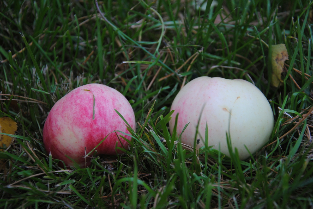 Äpplet "James Vallby" upptäcktes 2005 då det växte bakom herrgården på museet, väldigt nära husets vägg. Pomolog Håkan Svensson tittade på det 2012 och tyckte att det liknade ’James Grieve’ men att det inte är det, därav namnet. Det är en kärnsådd eftersom det kommer två stammar från marken. 2015 tittade pomolog Mattias Iwarsson på det och han tyckte att det var mest likt 'Särsö'. Möjligtvis kan det ha uppstått efter ”städningen” efter de äppeldagar och utställning som var i herrgården från 2001 och några år framåt. Det är ett gott äpple med saftigt fruktkött med syrlig sötma. Arbete pågår med att beskriva sorten och välja ett passande namn. Idag växer en ymp i fruktträdgården vid soldattorpet på museet. 

