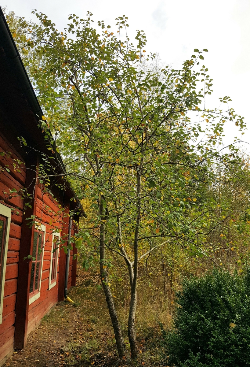 Äpplet "James Vallby" upptäcktes 2005 då det växte bakom herrgården på museet, väldigt nära husets vägg. Pomolog Håkan Svensson tittade på det 2012 och tyckte att det liknade ’James Grieve’ men att det inte är det, därav namnet. Det är en kärnsådd eftersom det kommer två stammar från marken. 2015 tittade pomolog Mattias Iwarsson på det och han tyckte att det var mest likt 'Särsö'. Möjligtvis kan det ha uppstått efter ”städningen” efter de äppeldagar och utställning som var i herrgården från 2001 och några år framåt. Det är ett gott äpple med saftigt fruktkött med syrlig sötma. Arbete pågår med att beskriva sorten och välja ett passande namn. Idag växer en ymp i fruktträdgården vid soldattorpet på museet. 

