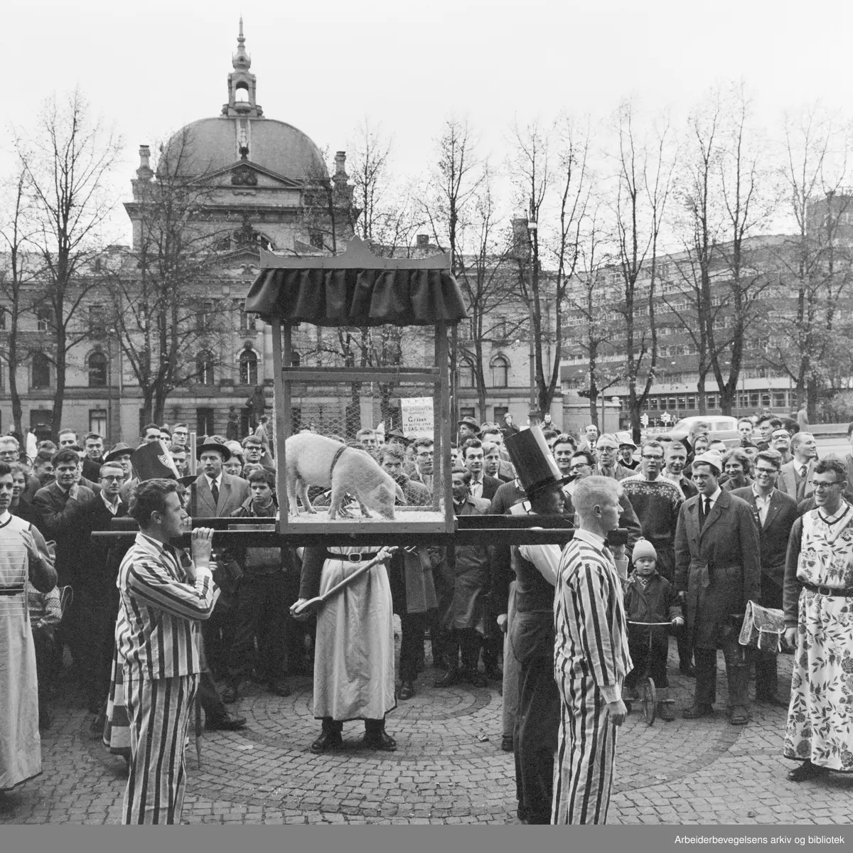Studenter-Uka i Oslo 1960. Opptog fra Festningsplassen til Universitetsplassen. Studenter fra Landbrukshøyskolen på Ås har med seg en gris (Hans Majestet Grisen) til Oslo. 15. Oktober 1960.