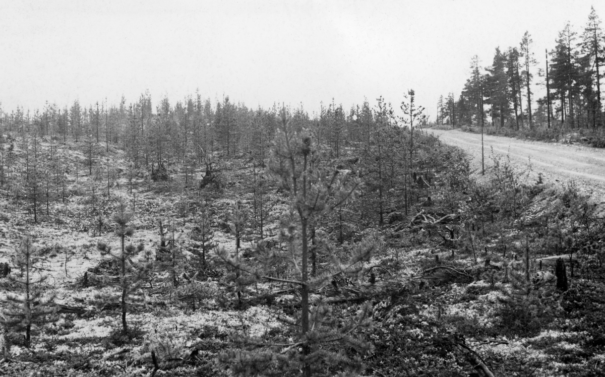 Ung, ensaldret furuskog ved bilveg, undervegetasjon av lav.  Ifølge kataloginformasjonen skal denne furuskogen være plantet.  En del større furutrær på den andre sida av vegen, lengst til høgre i bildet. 