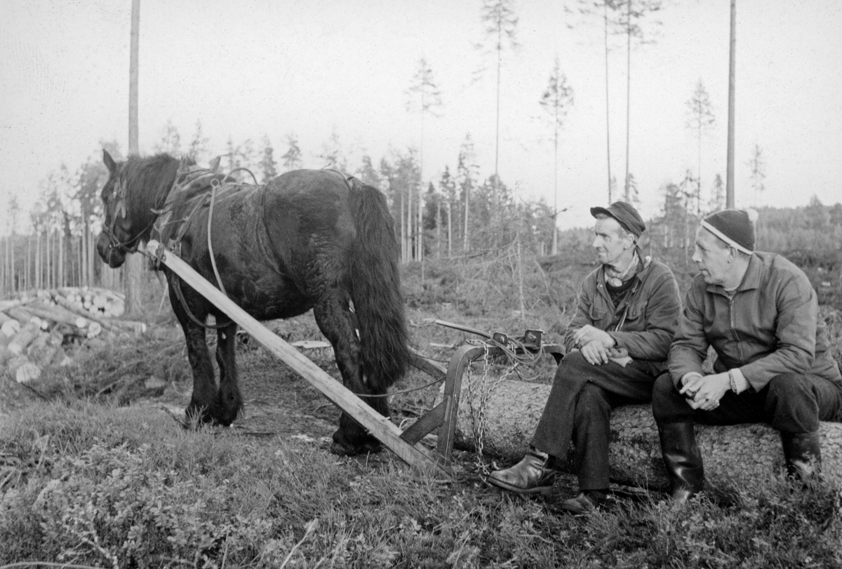 Tømmerkjøring med lunnedrag.  Fotografi fra hogstfelt der det er gjensatt furuer som frøtrær.  I forgrunnen en dølahest forspent et lunnedrag.  I lunnedraget er det hektet en stokk og på denne sitter to menn.  Han til venstre har tømmersaks over aksla og er antakelig tømmerkjøreren.  Fotografiet er publisert i tidsskriftet Statsskog nr. 4 1976, side 8. 