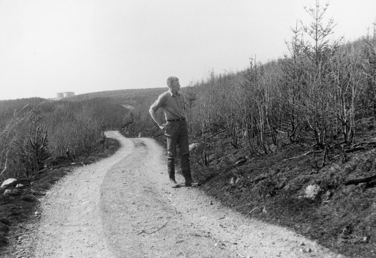 Grusveg gjennom nedbrent småskogbestand.  En mann, antakelig skogfullmektig Angulen, besiktiger noen av skadene etter den store skogbrannen i Høylandkomplekset 5. mai 1970.  Fotografiet er publisert i tidsskriftet Statsskog nr. 2 samme år med underteksten "Her blir det nok bare bjørka som overlever"