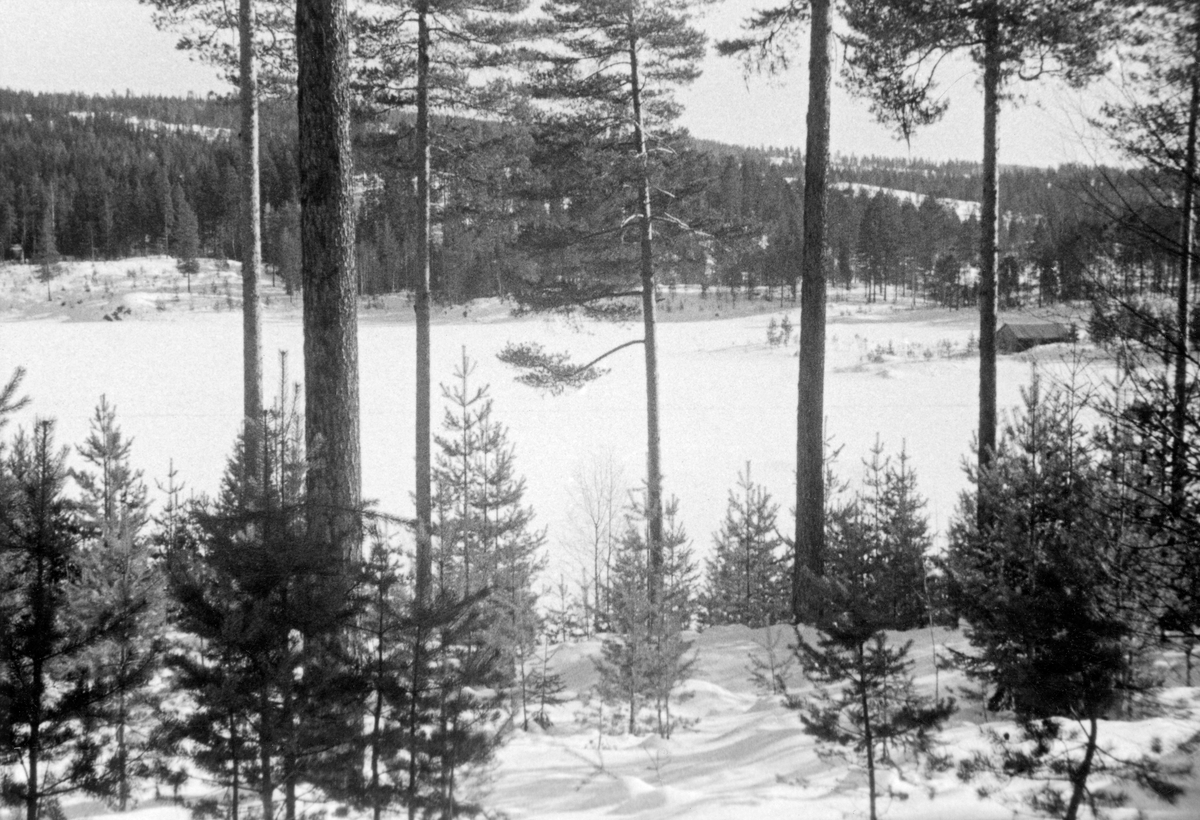 Snødekt skoglandskap i Sigdal.  Bestand med store frøtrær og ungfuru i forgrunnen, åpen flate (jorde eller islagt sjø) i mellomgrunnen, skogkledde åser i bakgrunnen.  Husene på et bruk skimtes til høyre i bildet.  Fotografiet er publisert som illustrasjon til Odd Hoems artikkel "Ringerike skogforvaltning" i tidsskriftet Statsskog nr. 1 1974, side 5. 