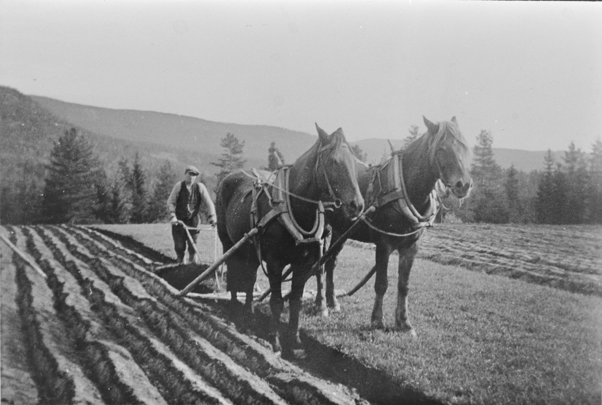 Torstein Velstad pløyer med tospann på Langerud, ca. 1948. 