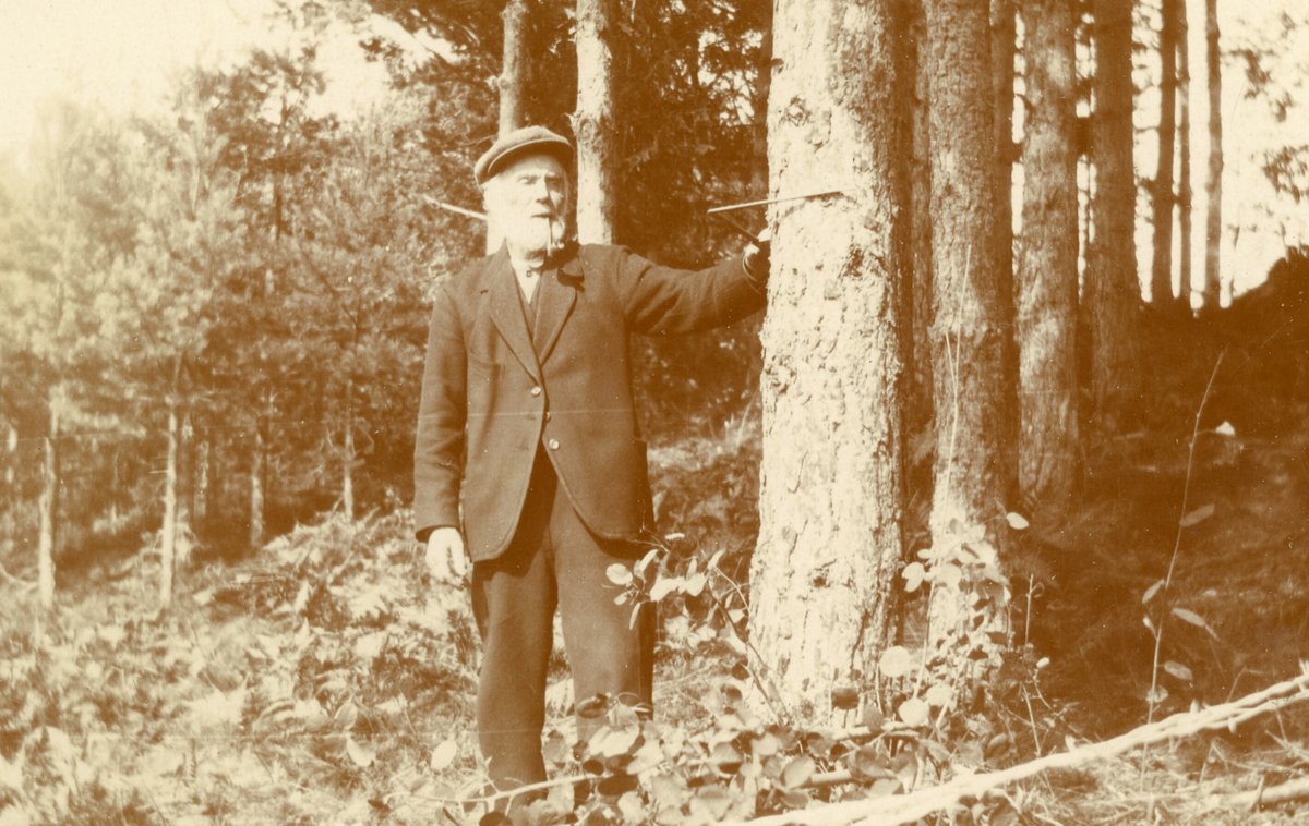 Erik Haugland i furuskog