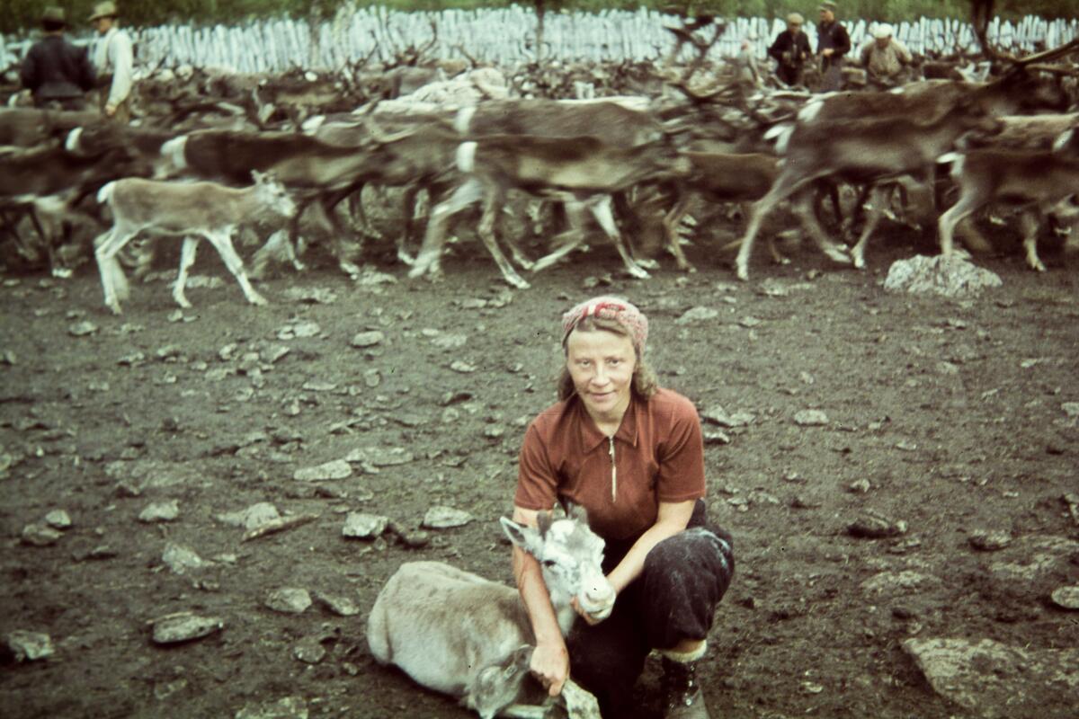 Flicka med renkalv.