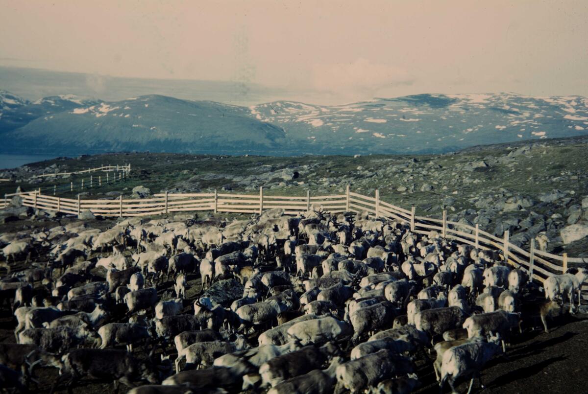 Abisko