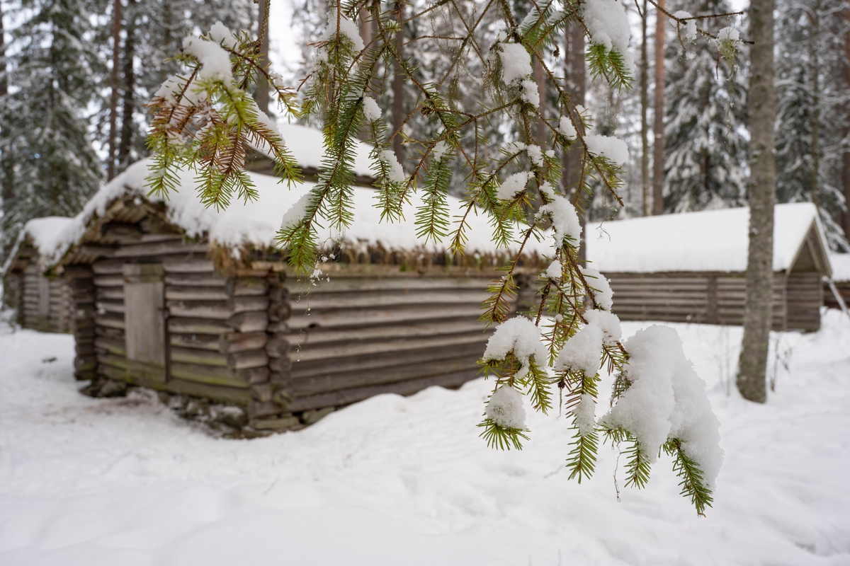 Fra Friluftsmuseet på Anno Norsk skogmuseum på Elverum, Hedmark. Grankvist med nysnø i forgrunnen og laftede museumsbygninger i bakgrunnen. Den nærmeste av disse bygningene er ei såkalt tårnkoie som opprinnelig sto i Bjudalen i Elverum. Denne koietypen ble utviklet av Per Christensen Løken (1855-1932) tidlig på 1900-tallet - se SJF-B.0030.