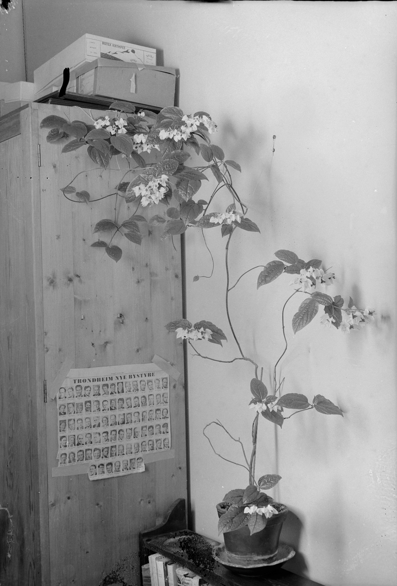 Plante på E.C. Dahls stiftelse
