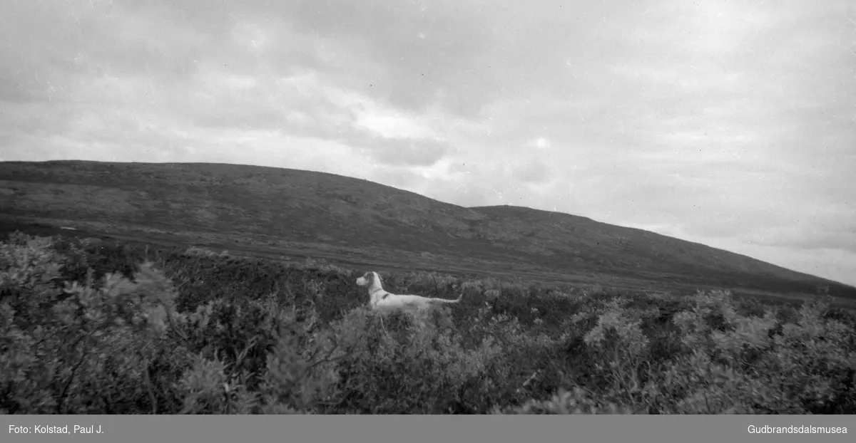 Ringebu Østfjell