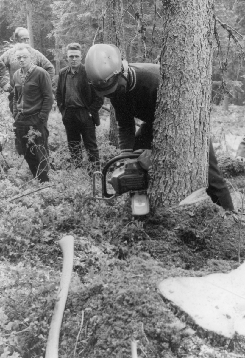 Mann med motorsag, hjelm, øreklokker og visir i ferd med å felle gran. Tre mann i bakgrunnen ser på.  Antakelig fra skogsarbeiderkurs.  Ei økst og en lav granstubbe i forgrunnen.  Bildet er tatt på sommerføre.