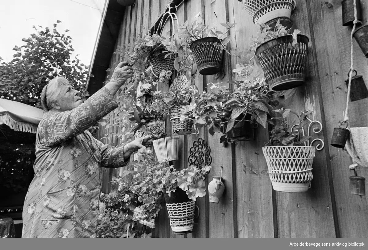 Rodeløkka Kolonihage, et paradis midt i Oslo. Beboer Esther Michaelsen var bare kjent under navnet "Blomster-Lise". August 1979.