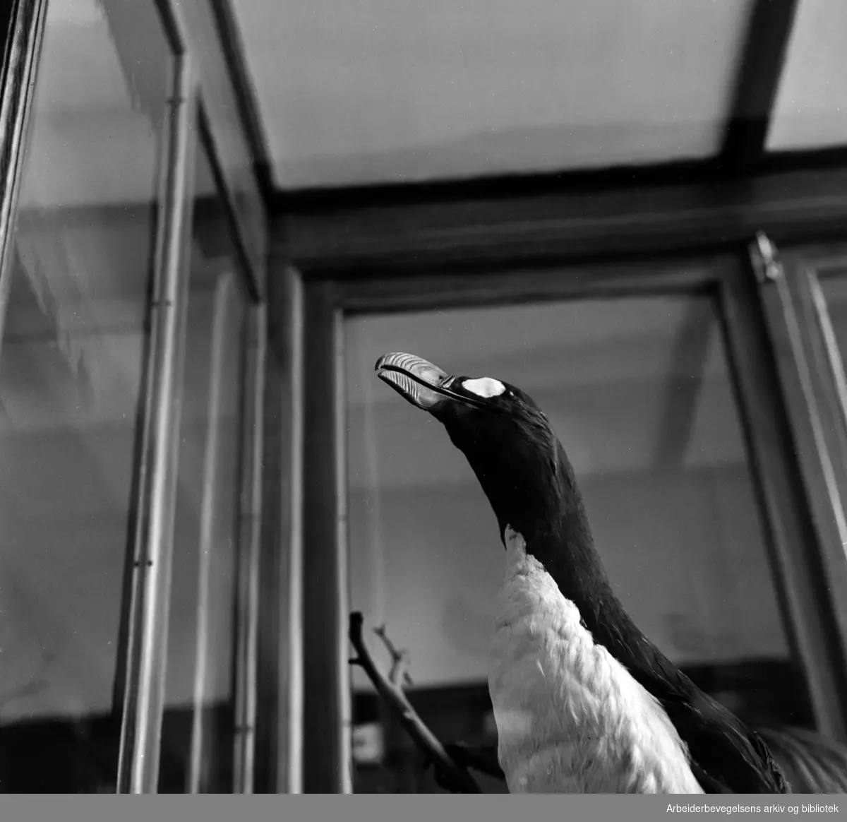 Tøyen Zoologisk museum. Den utdødde Geirfuglen. Juli 1966