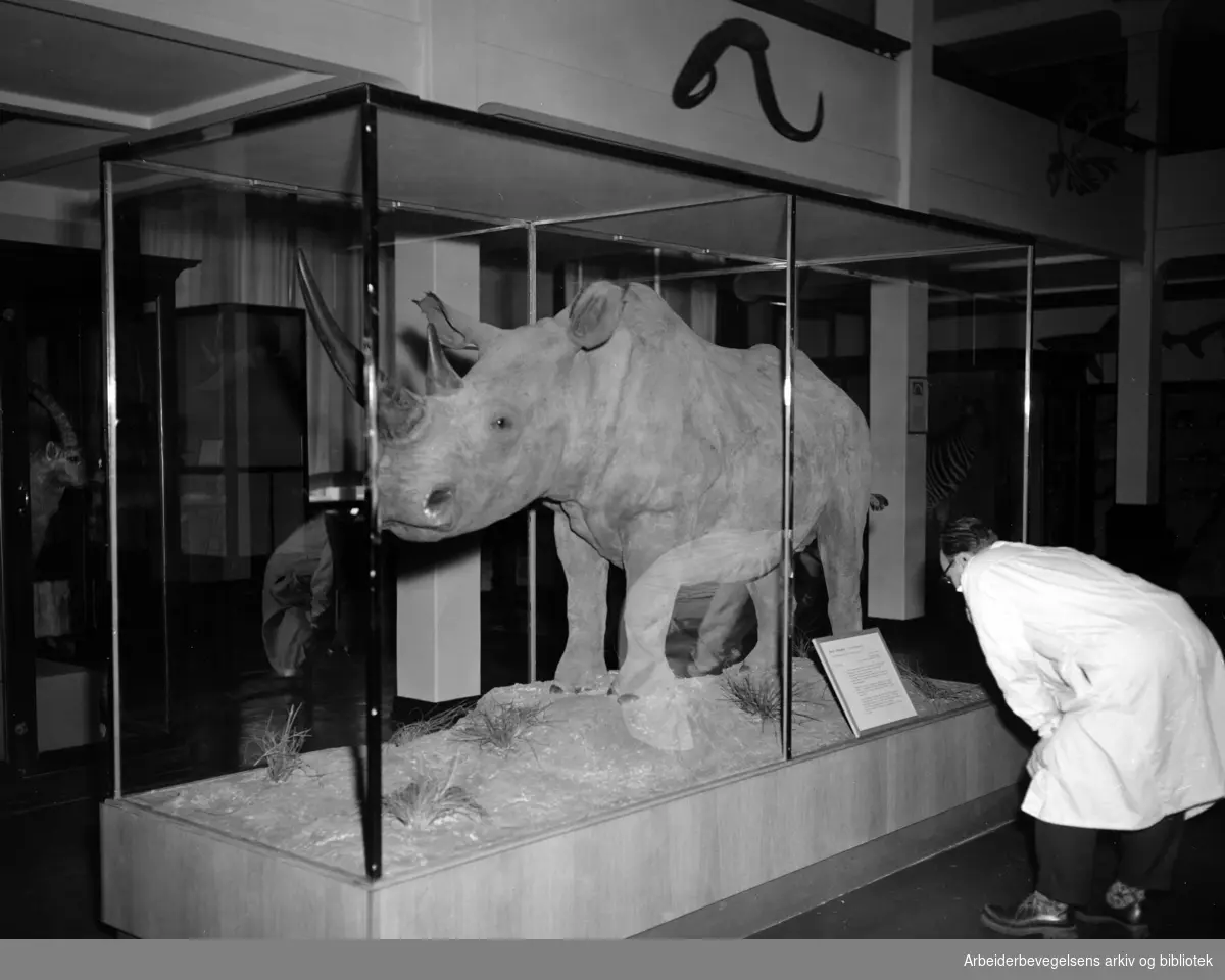 Zoologisk Museum. Nesehorn. Mars 1956