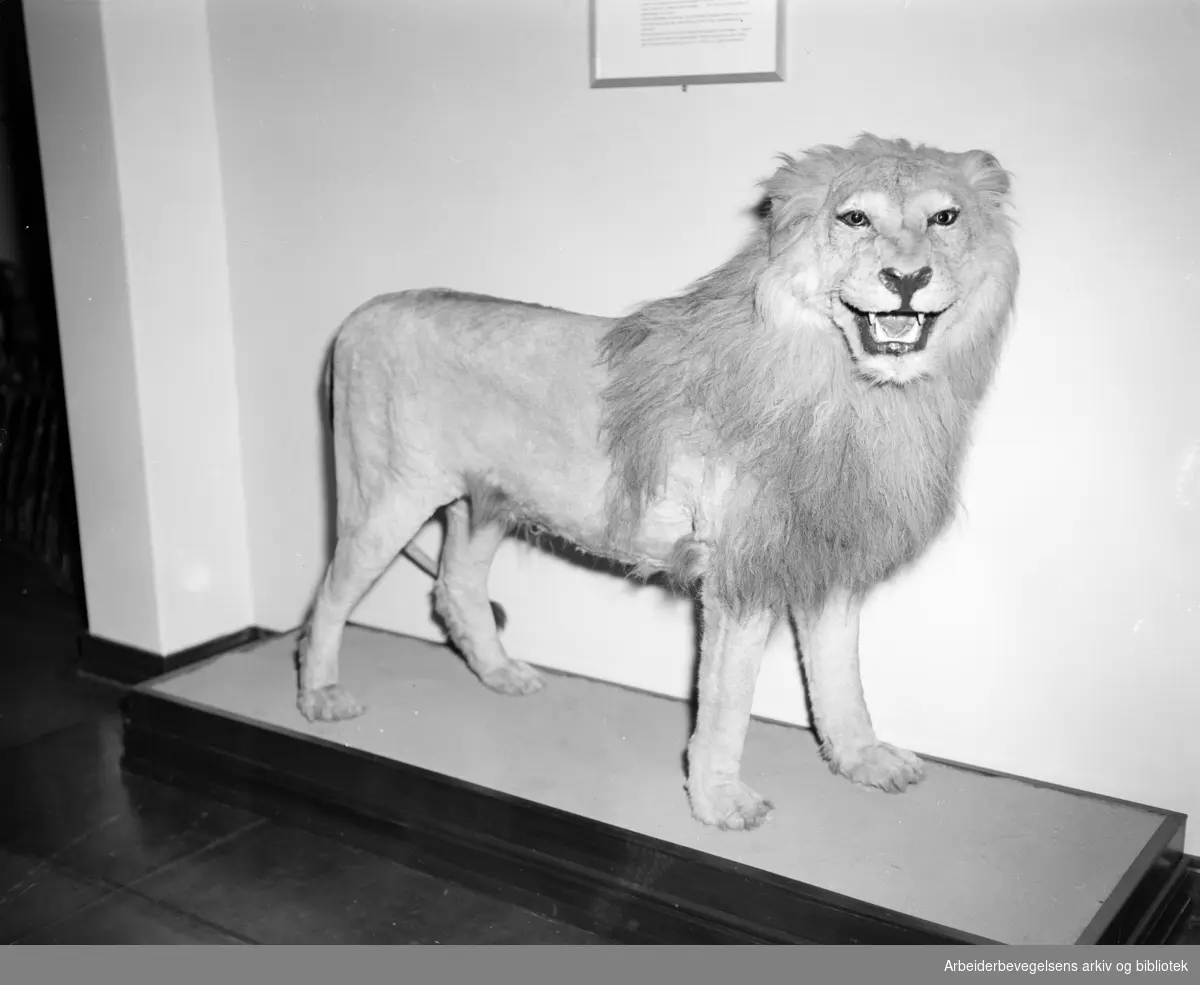 Naturhistorisk museum. Zoologisk Museum på Tøyen i Oslo. "Den utstoppete løven har blitt strammet opp og er ikke møllspist og sjaber lenger". Mars 1956.