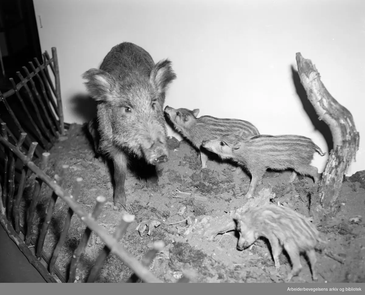 Naturhistorisk museum. Zoologisk Museum på Tøyen i Oslo. Mars 1956