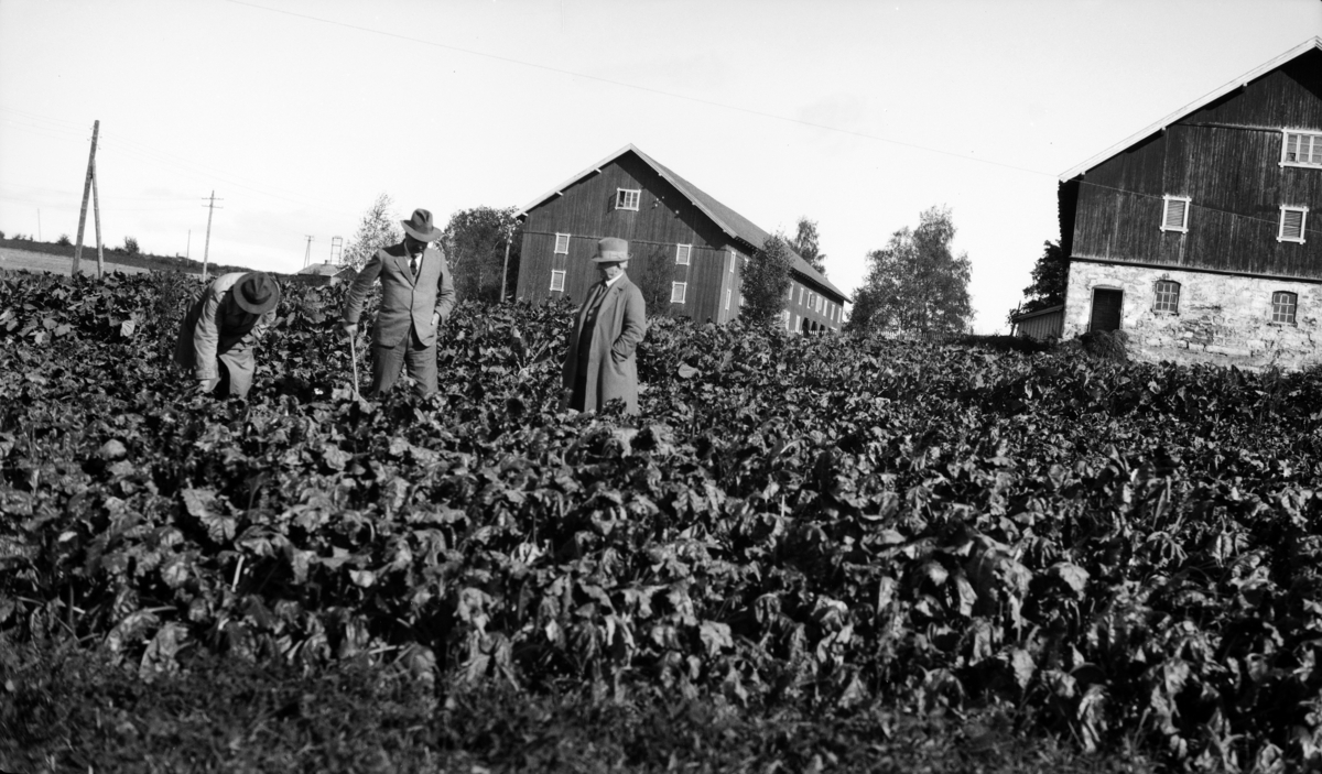 Bilder fra Statens forsøksgård Møystad, Vang. Møystad gnr 180, bnr 1.
Bilde fra forsøksfelt under Statens forsøksgård Møystad på Hverven i Stange. Personer ukjent.