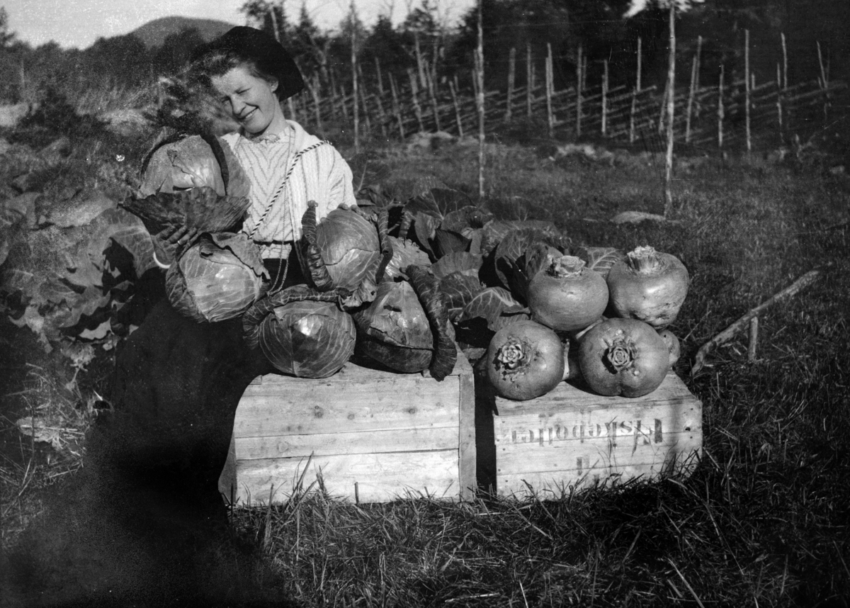 Bilder fra Statens forsøksgård Møystad, Vang.
Kål fra nybrott myr. Det norske myrselskaps forsøksstasjon på Mæresmyra 1908. Anne Sandok Glærum (1882-1971)